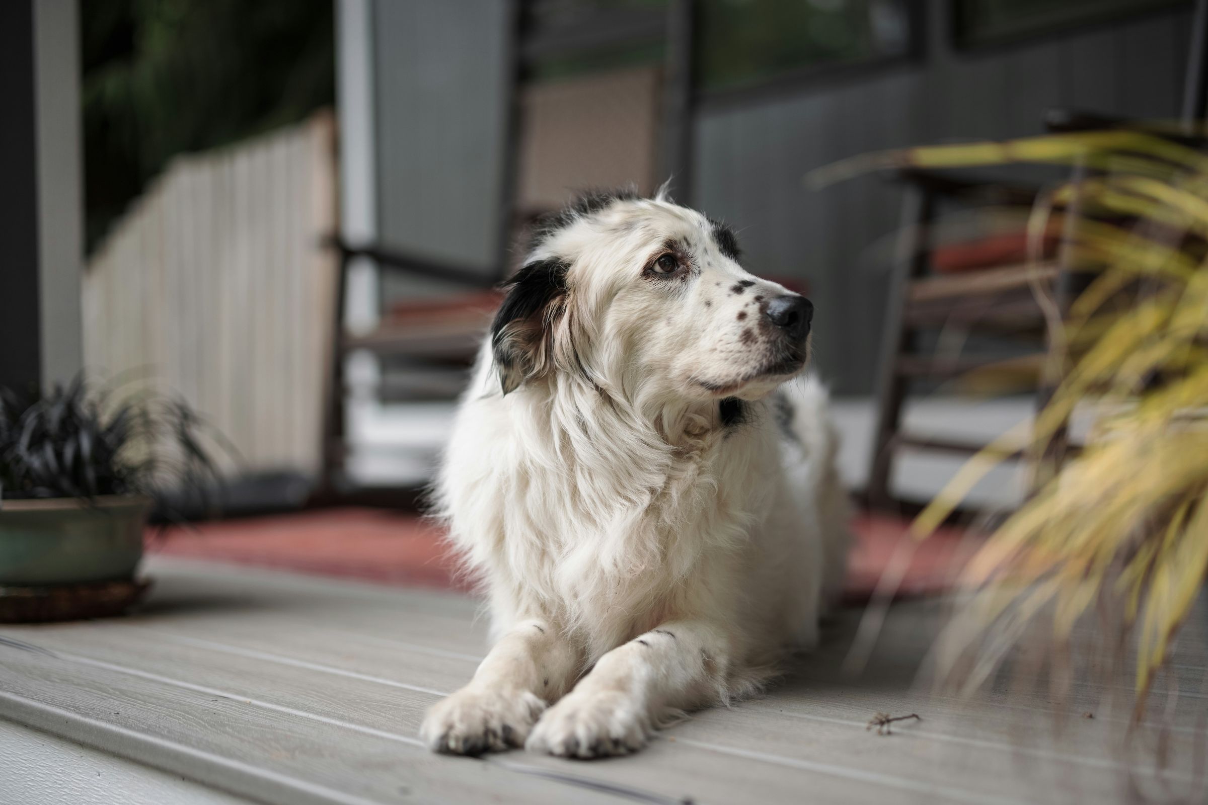 A calm dog resting at home